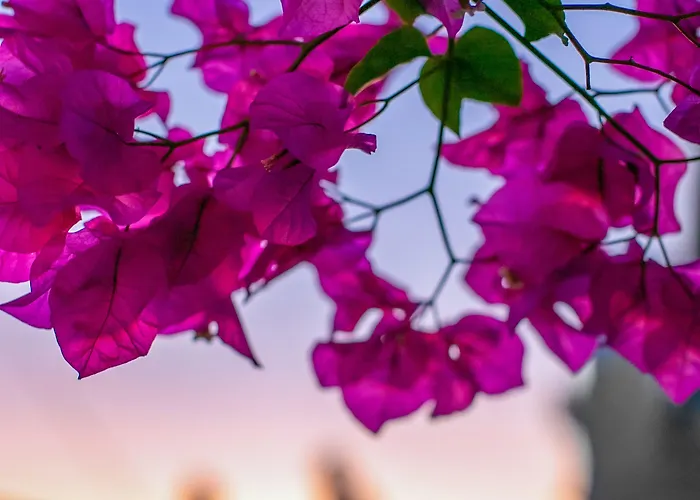 Abelonas Retreat 4* イメロヴィグリ